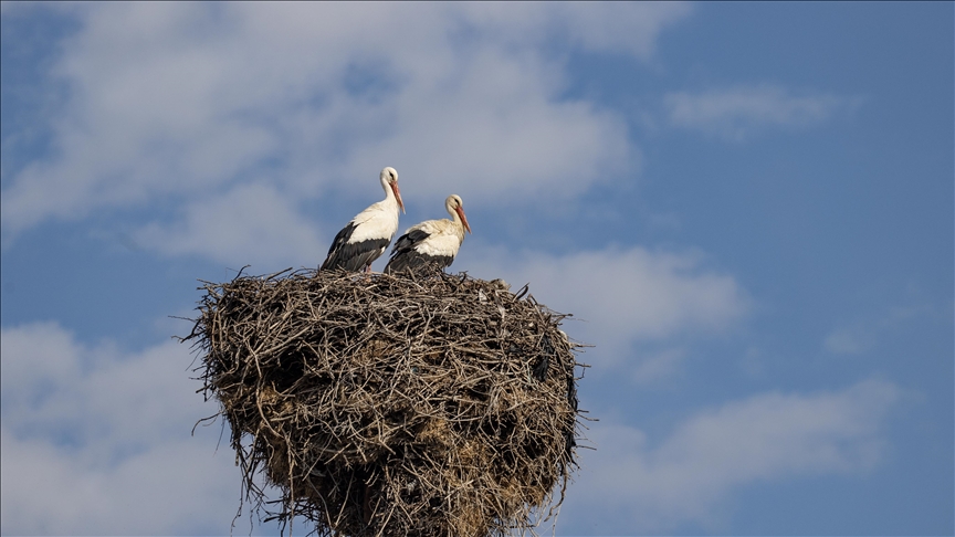 Tunceli'nin Mazgirt ilçesinde her bahar yolu gözlenen leylekler, köylerdeki elektrik