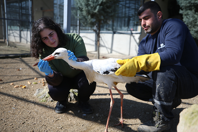 Türkiye'nin birçok yerinde doğada yaralı halde bulunan yaban hayvanları, Sakarya'nın