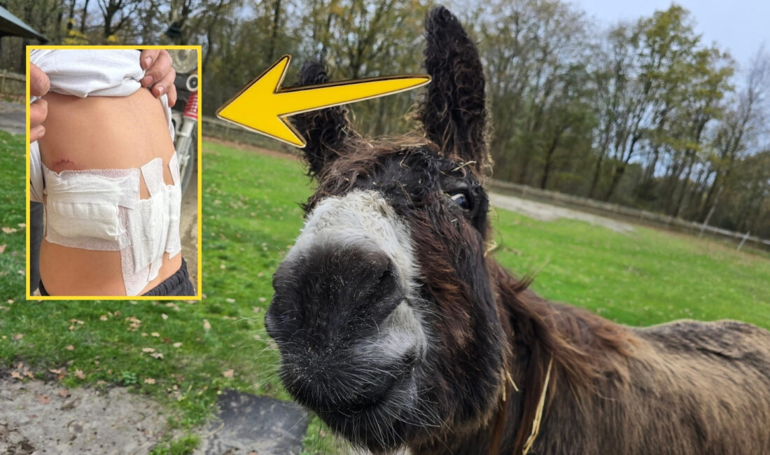 Afyonkarahisar’ın Çay ilçesine bağlı Akkonak köyünde, akıllara durgunluk veren bir