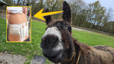 Afyonkarahisar’ın Çay ilçesine bağlı Akkonak köyünde, akıllara durgunluk veren bir