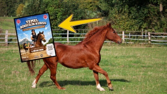 Afyonkarahisar Belediyesi, at sevgisini aşılamak ve şehre yeni biniciler kazandırmak