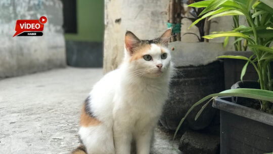 Bir kedinin miyavlama biçimi sosyal medyada dikkat çekti: “Hakkı, hakkı,