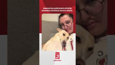 Barınaktan sahiplenilen köpeğin kendisine gösterilen sevgiye tepkisi… 📶https://kanal3.com.tr/ Sosyal Medya