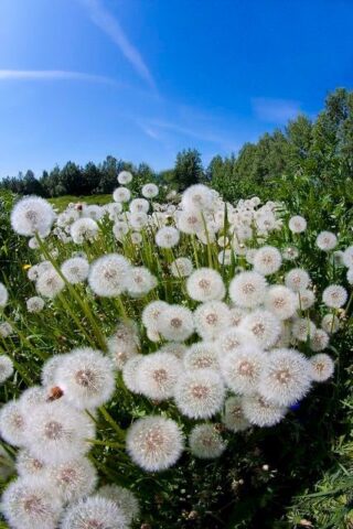 Sosyal medyada son günlerde hızla yayılan "karahindiba kökü iki günde