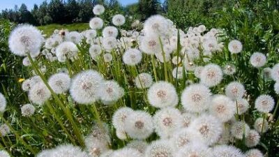 Sosyal medyada son günlerde hızla yayılan "karahindiba kökü iki günde