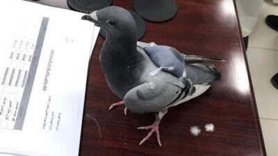 Kuveyt-Irak sınırında yaşanan olay, kaçakçılık yöntemlerinde sınır tanınmadığını bir kez