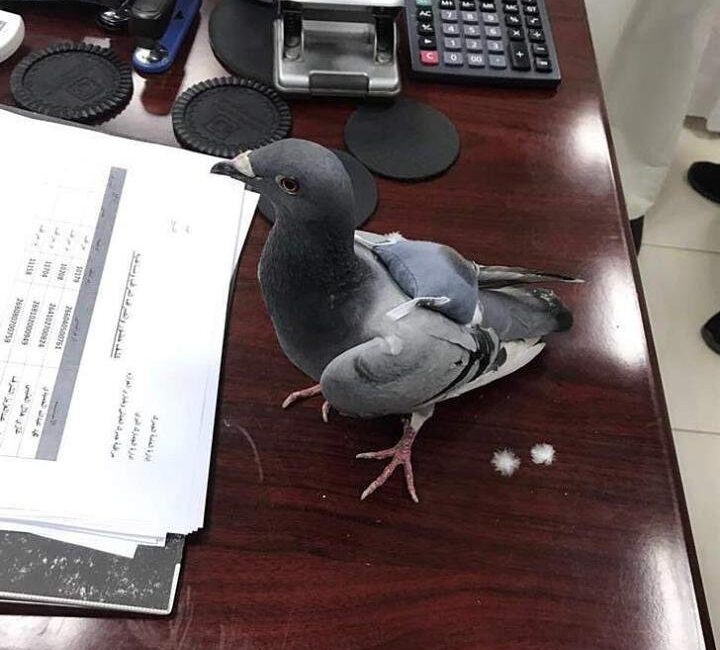 Kuveyt-Irak sınırında yaşanan olay, kaçakçılık yöntemlerinde sınır tanınmadığını bir kez