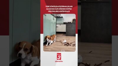 Yere dökülen atıştırmalıkları almamak için direnen köpek milyonlarca beğeni aldı