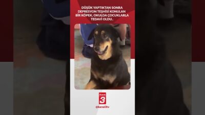Düşük yaptıktan sonra depresyon teşhisi konulan bir köpek, okulda çocuklarla