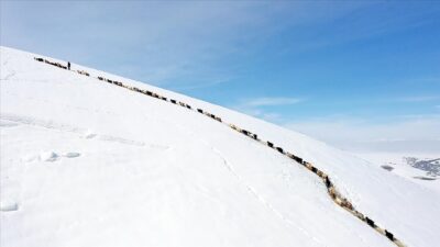 Ağrı'da yüksek rakımlı mezralardaki besiciler, küçükbaş hayvanlarını karlı dağlar arasında