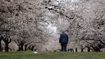 Türkiye'de kayısı üretiminin en çok yapıldığı şehir olan Malatya'da kayısı