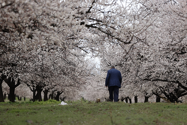 Türkiye'de kayısı üretiminin en çok yapıldığı şehir olan Malatya'da kayısı