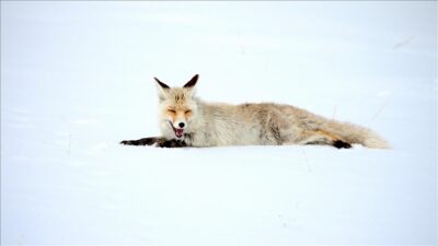 Kars'ta kar yağışı ile beyaza bürünen arazide kızıl tilkiler, yiyecek