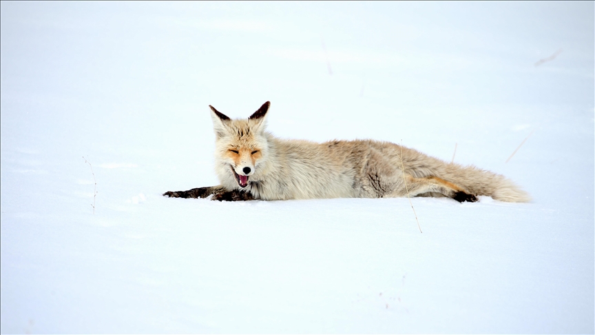Kars'ta kar yağışı ile beyaza bürünen arazide kızıl tilkiler, yiyecek
