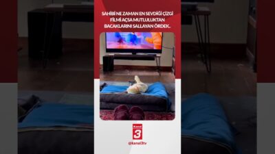 Sahibi ne zaman en sevdiği çizgi filmi açsa mutluluktan bacaklarını