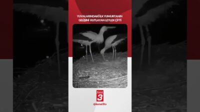 Yuvalarındaki ilk yumurtanın gelişini kutlayan leylek çifti 📶https://kanal3.com.tr/ Sosyal Medya