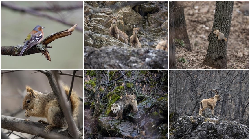 Tunceli'deki Munzur Vadisi Milli Parkı, bozulmamış habitatı, doğal yapısı ve