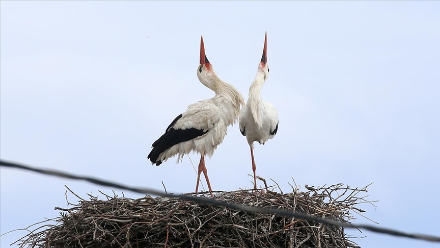Muş'ta bir köydeki evin çatısına yuva yapan leylekler, 44 yıldır
