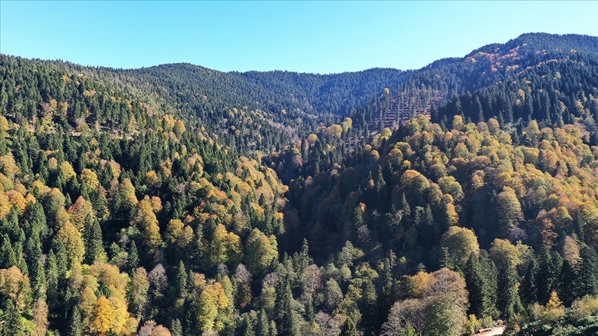 Türkiye'de ormanların bakımı, gençleştirilmesi ve rehabilitasyonu amacıyla geçen yıl yaklaşık