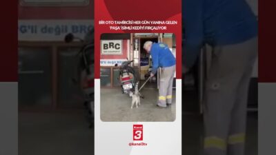 Bir oto tamircisi her gün yanına gelen ‘paşa’ isimli kediyi