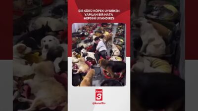 Köpekler uyurken yapılan bir hata hepsini uyandırdı! 📶https://kanal3.com.tr/ Sosyal Medya