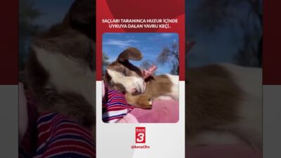 Saçları taranınca huzur içinde uykuya dalan yavru keçi.. 📶https://kanal3.com.tr/ Sosyal