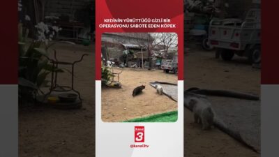 Kedinin yürüttüğü gizli bir operasyonu sabote eden köpek! 📶https://kanal3.com.tr/ Sosyal