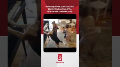 Piyano eşliğinde şarkı söyleyen bir köpek ve ona dansıyla eşlik
