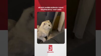 Bir kedi, sahibin dedikodu yapma teklifine böyle yanıt verdi! 📶https://kanal3.com.tr/