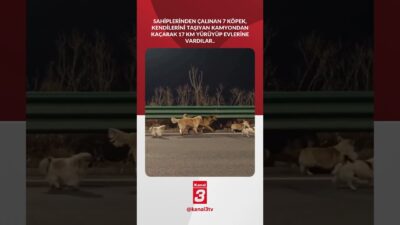 Köpek pazarına satılmak için sahiplerinden çalınan 7 köpek, kendilerini taşıyan