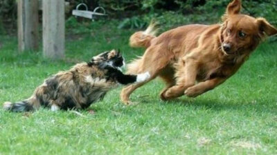 Sosyal medyada paylaşılan ve kısa sürede milyonlarca izlenmeye ulaşan bir