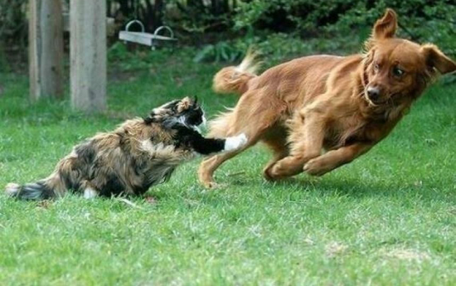 Sosyal medyada paylaşılan ve kısa sürede milyonlarca izlenmeye ulaşan bir