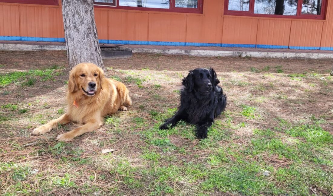 Arama kurtarma alanında görev yapan köpekler, uluslararası standartlarda düzenlenen sınavda