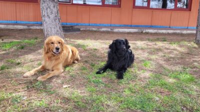 Arama kurtarma alanında görev yapan köpekler, uluslararası standartlarda düzenlenen sınavda