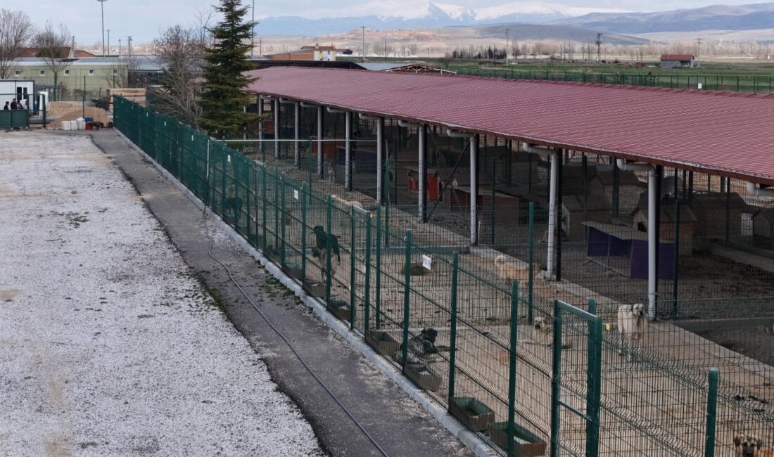 Afyonkarahisar Belediyesi, sahipsiz hayvanların yaşam kalitesini artırmak ve onlara daha