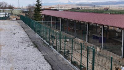 Afyonkarahisar Belediyesi, sahipsiz hayvanların yaşam kalitesini artırmak ve onlara daha