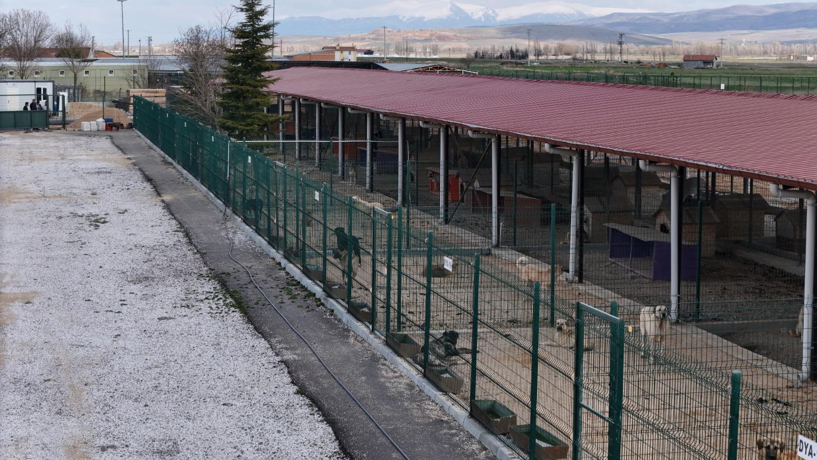 Afyonkarahisar Belediyesi, sahipsiz hayvanların yaşam kalitesini artırmak ve onlara daha