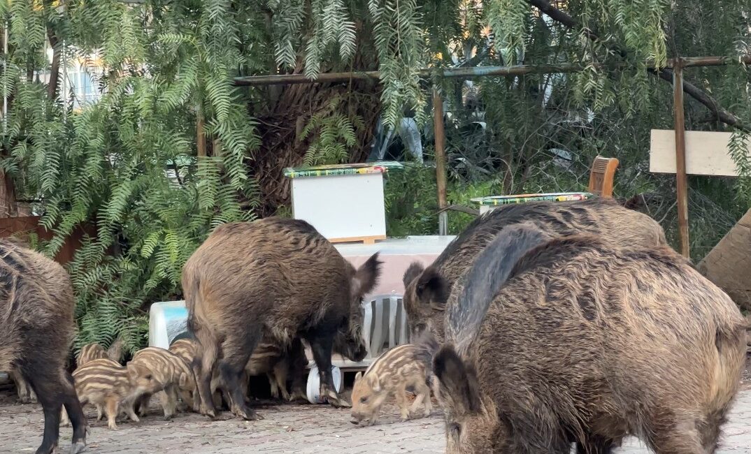 İzmir'de ormanlık alandan yerleşim yerine inen yaban domuzu sürüsü güpegündüz
