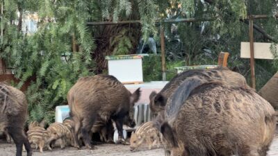 İzmir'de ormanlık alandan yerleşim yerine inen yaban domuzu sürüsü güpegündüz