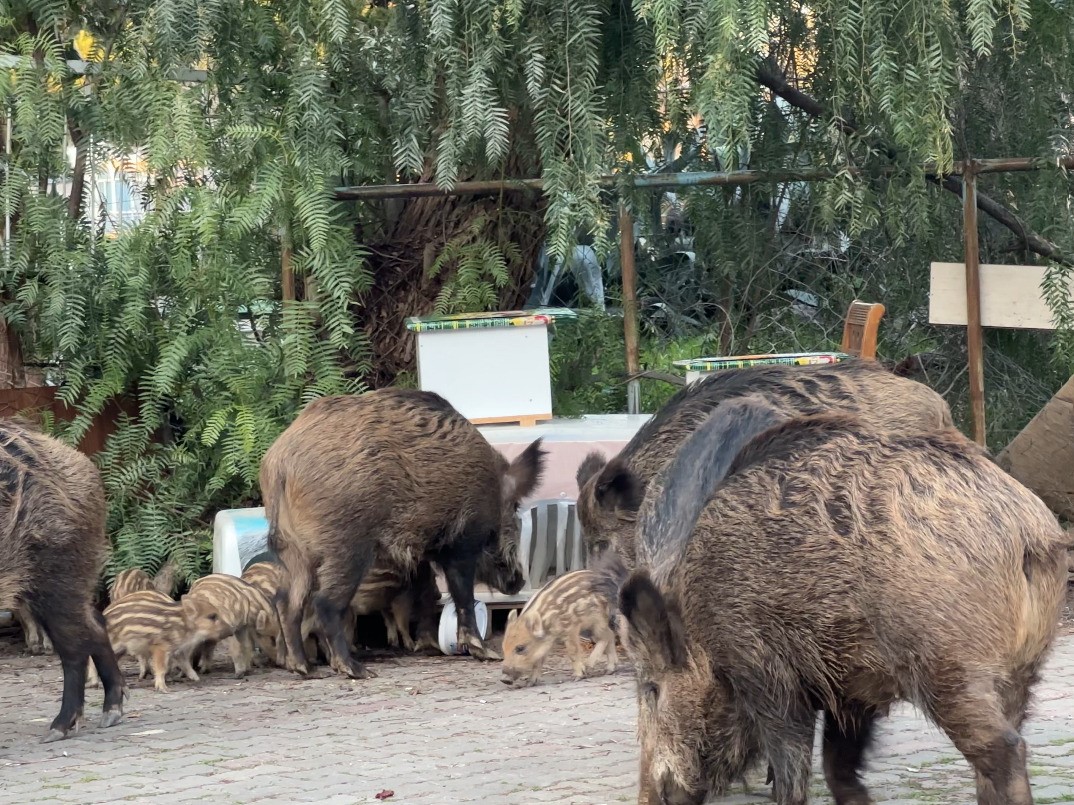 İzmir'de ormanlık alandan yerleşim yerine inen yaban domuzu sürüsü güpegündüz