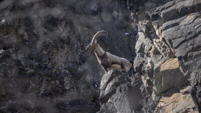 Tunceli'de yaban keçileri, Munzur Vadisi Milli Parkı'nın sarp yamaçlarında yiyecek