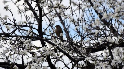 Türkiye'nin önemli tarım alanlarından Gediz Ovası'ndaki meyve ağaçları çiçek açtı.