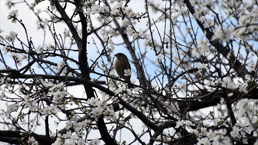 Türkiye'nin önemli tarım alanlarından Gediz Ovası'ndaki meyve ağaçları çiçek açtı.