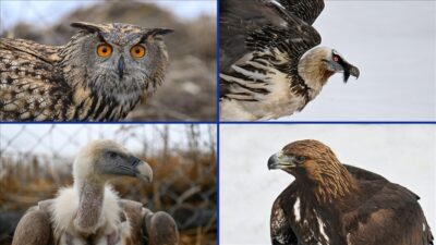 Van Gölü Havzası'nda çeşitli nedenlerle yaralanan yırtıcı kuşlar, Van Yüzüncü