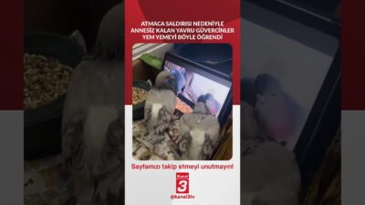 Atmaca saldırısı nedeniyle annesiz kalan yavru güvercinler yem yemeyi böyle