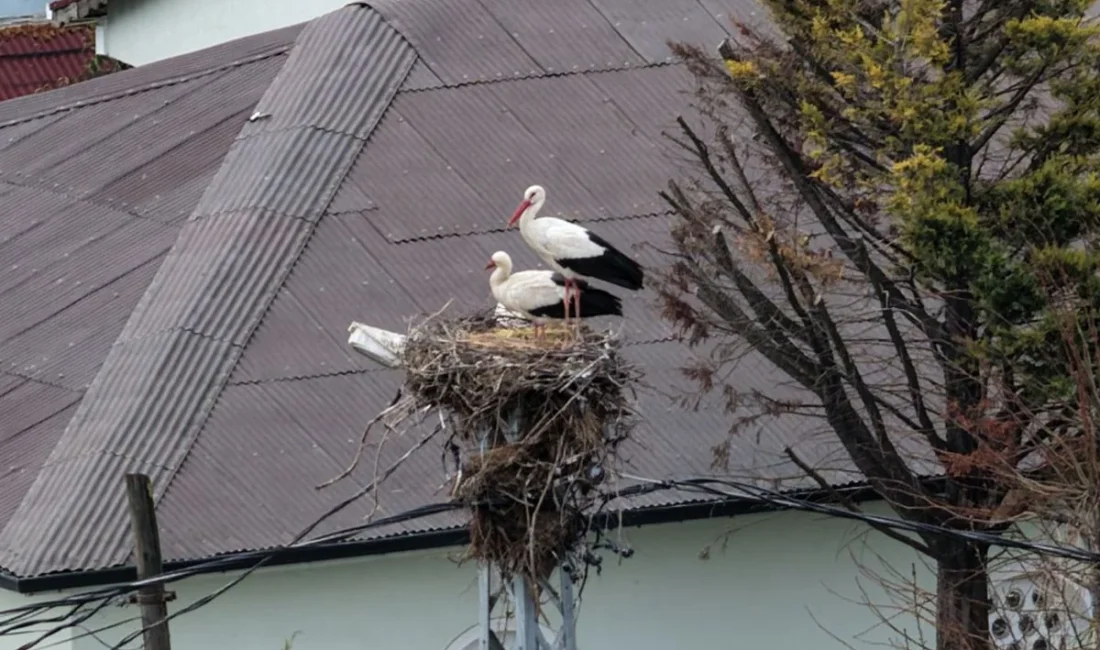 Afrika'nın sıcak topraklarından yola çıkarak binlerce kilometrelik zorlu bir göç