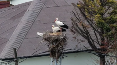 Afrika'nın sıcak topraklarından yola çıkarak binlerce kilometrelik zorlu bir göç