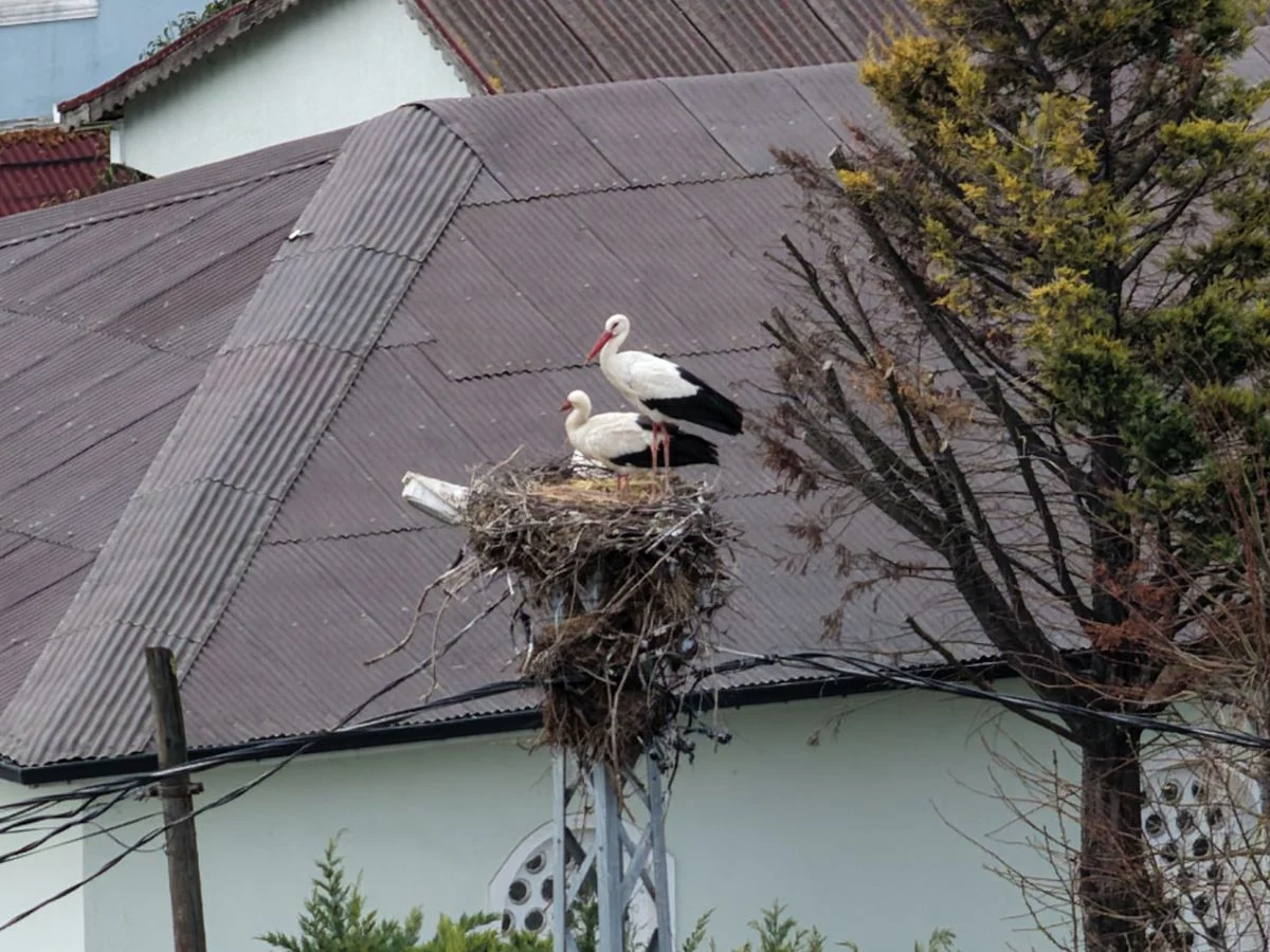 Afrika'nın sıcak topraklarından yola çıkarak binlerce kilometrelik zorlu bir göç