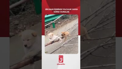 Bir dalın üzerinde yolculuk yapan köpek yavruları 📶https://kanal3.com.tr/ Sosyal Medya