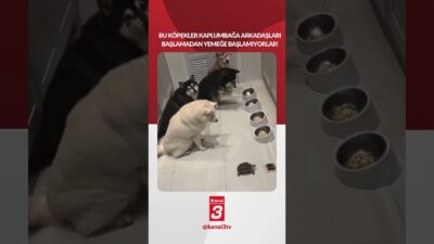 Bu köpekler, kaplumbağa arkadaşları başlamadan yemeğe başlamıyorlar! 📶https://kanal3.com.tr/ Sosyal Medya